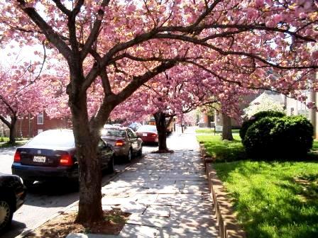 Blooms Downtown Lynchburg Virginia